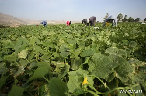 A picture taken on May 1, 2017 shows Palestinian farmers harvest cucumber in a field in the West Bank village of Nasariya east of Nablus. Photo by Ayman Ameen