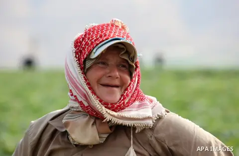 A picture taken on May 1, 2017 shows a Palestinian woman harvests cucumber in a field in the West Bank village of Nasariya east of Nablus. Photo by Ayman Ameen