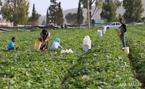 A picture taken on May 1, 2017 shows Palestinian farmers harvest cucumber in a field in the West Bank village of Nasariya east of Nablus. Photo by Ayman Ameen