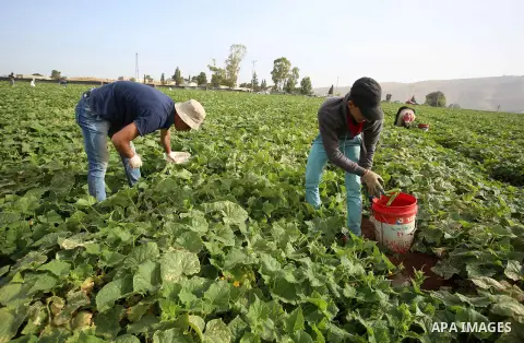 A picture taken on May 1, 2017 shows Palestinian farmers harvest cucumber in a field in the West Bank village of Nasariya east of Nablus. Photo by Ayman Ameen