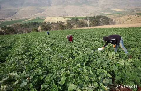 A picture taken on May 1, 2017 shows Palestinian farmers harvest cucumber in a field in the West Bank village of Nasariya east of Nablus. Photo by Ayman Ameen