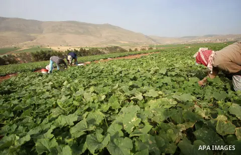 A picture taken on May 1, 2017 shows Palestinian farmers harvest cucumber in a field in the West Bank village of Nasariya east of Nablus. Photo by Ayman Ameen