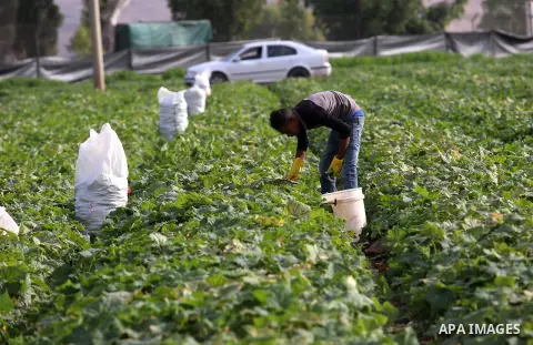 A picture taken on May 1, 2017 shows Palestinian farmers harvest cucumber in a field in the West Bank village of Nasariya east of Nablus. Photo by Ayman Ameen