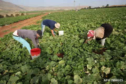A picture taken on May 1, 2017 shows Palestinian farmers harvest cucumber in a field in the West Bank village of Nasariya east of Nablus. Photo by Ayman Ameen