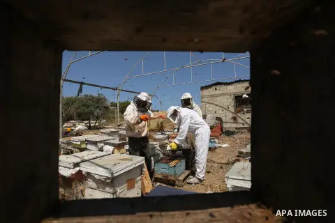 Palestinian beekeepers collect honey from a beehive at a honeybee farm in the Nuseirat refugee camp in the central Gaza Strip, on May 11, 2017. Beekeepers collect honey and wax from the beehives at this time of year. Pho...