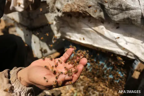 Palestinian beekeepers collect honey from a beehive at a honeybee farm in the Nuseirat refugee camp in the central Gaza Strip, on May 11, 2017. Beekeepers collect honey and wax from the beehives at this time of year. Pho...
