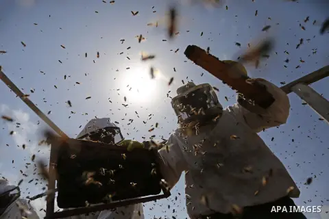 Palestinian beekeepers collect honey from a beehive at a honeybee farm in the Nuseirat refugee camp in the central Gaza Strip, on May 11, 2017. Beekeepers collect honey and wax from the beehives at this time of year. Pho...