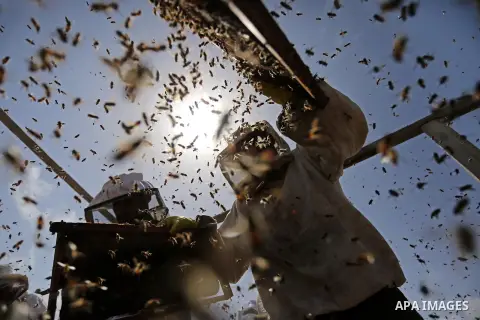 Palestinian beekeepers collect honey from a beehive at a honeybee farm in the Nuseirat refugee camp in the central Gaza Strip, on May 11, 2017. Beekeepers collect honey and wax from the beehives at this time of year. Pho...