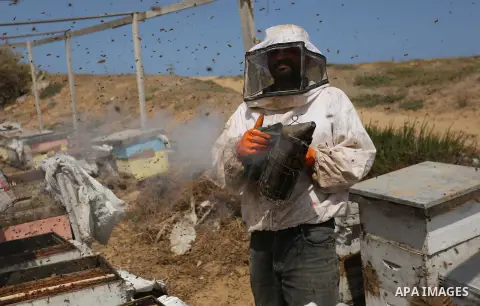 Palestinian beekeepers collect honey from a beehive at a honeybee farm in the Nuseirat refugee camp in the central Gaza Strip, on May 11, 2017. Beekeepers collect honey and wax from the beehives at this time of year. Pho...