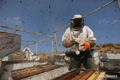 Palestinian beekeepers collect honey from a beehive at a honeybee farm in the Nuseirat refugee camp in the central Gaza Strip, on May 11, 2017. Beekeepers collect honey and wax from the beehives at this time of year. Pho...