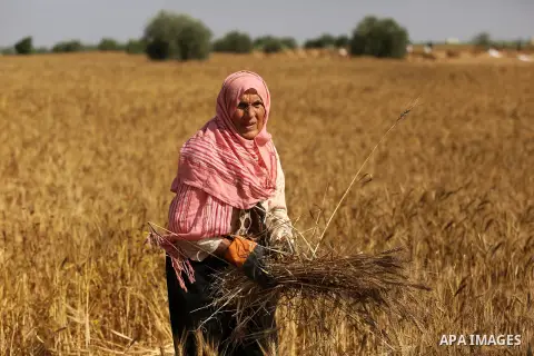 A Palestinian wpman harvests wheat at a field in an area adjacent to the border with Israel, in Khan Younis in the southern Gaza Strip May 17, 2017. Photo by Ashraf Amra