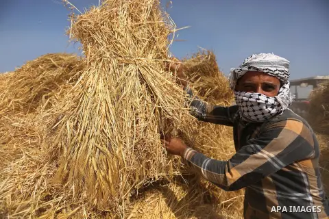 A Palestinian man harvests wheat at a field in an area adjacent to the border with Israel, in Khan Younis in the southern Gaza Strip May 17, 2017. Photo by Ashraf Amra
