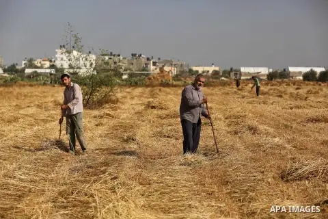 Palestinians harvest wheat at a field in an area adjacent to the border with Israel, in Khan Younis in the southern Gaza Strip May 17, 2017. Photo by Ashraf Amra