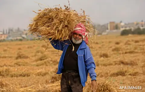 A Palestinian man harvests wheat at a field in an area adjacent to the border with Israel, in Khan Younis in the southern Gaza Strip May 17, 2017. Photo by Ashraf Amra