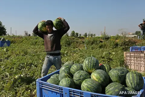 Palestinian farmers collect watermelon from their field in Beit Lahiya in the north of the Gaza strip on July 15, 2017. Photo by Ashraf Amra