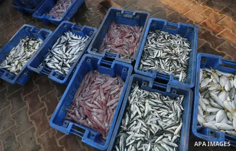 Palestinian fishermen display fish for sale, in Gaza seaport, on August 10, 2017. Photo by Mohammed Asad