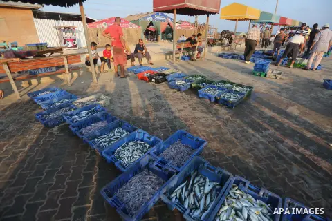 Palestinian fishermen display fish for sale, in Gaza seaport, on August 10, 2017. Photo by Mohammed Asad
