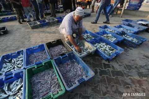 Palestinian fishermen display fish for sale, in Gaza seaport, on August 10, 2017. Photo by Mohammed Asad