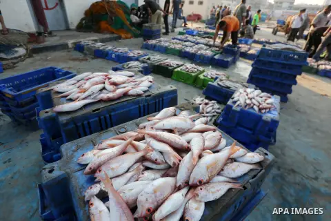 Palestinian fishermen display fish for sale, in Gaza seaport, on August 10, 2017. Photo by Mohammed Asad