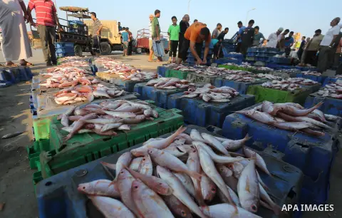 Palestinian fishermen display fish for sale, in Gaza seaport, on August 10, 2017. Photo by Mohammed Asad
