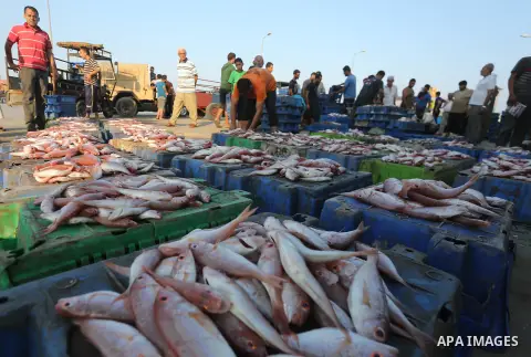 Palestinian fishermen display fish for sale, in Gaza seaport, on August 10, 2017. Photo by Mohammed Asad