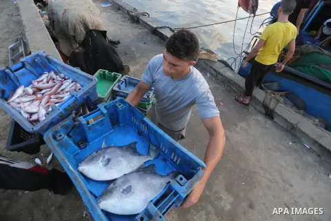 Palestinian fishermen display fish for sale, in Gaza seaport, on August 10, 2017. Photo by Mohammed Asad
