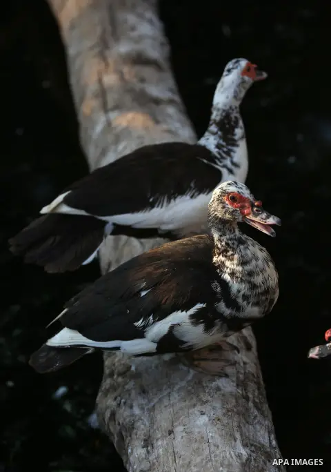 A picture taken on August 12, 2017 shows ducks are seen at the Qalqilya Zoo, in the west bank city of Qalqilya. The Qalqilya national Zoo garden established in 1986 on 40 donums. Photo by Ayman Ameen