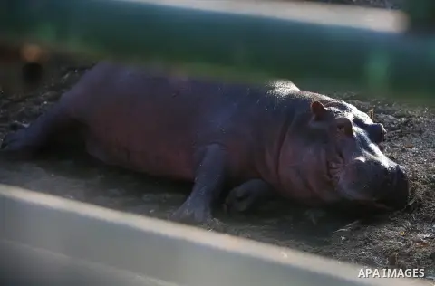 A picture taken on August 12, 2017 shows a Hippopotamus is seen at the Qalqilya Zoo, in the west bank city of Qalqilya. The Qalqilya national Zoo garden established in 1986 on 40 donums. Photo by Ayman Ameen