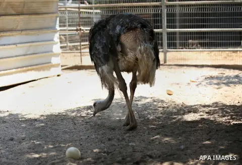 A picture taken on August 12, 2017 shows a Ostrich is seen at the Qalqilya Zoo, in the west bank city of Qalqilya. The Qalqilya national Zoo garden established in 1986 on 40 donums. Photo by Ayman Ameen