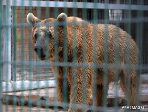 A picture taken on August 12, 2017 shows a Brown Bear is seen at the Qalqilya Zoo, in the west bank city of Qalqilya. The Qalqilya national Zoo garden established in 1986 on 40 donums. Photo by Ayman Ameen