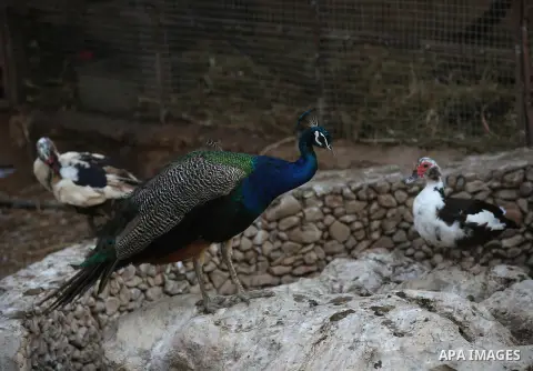 A picture taken on August 12, 2017 shows a peacock is seen at the Qalqilya Zoo, in the west bank city of Qalqilya. The Qalqilya national Zoo garden established in 1986 on 40 donums. Photo by Ayman Ameen