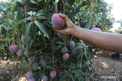 A Palestinian man picks Mango at his field during the harvest season in the center of Gaza strip, on August 21, 2017. Photo by Mohammed Asad