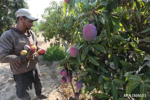 A Palestinian man picks Mango at his field during the harvest season in the center of Gaza strip, on August 21, 2017. Photo by Mohammed Asad