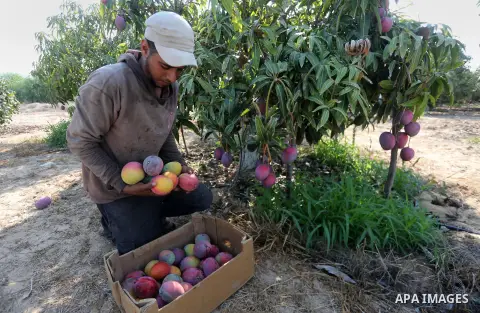 A Palestinian man picks Mango at his field during the harvest season in the center of Gaza strip, on August 21, 2017. Photo by Mohammed Asad