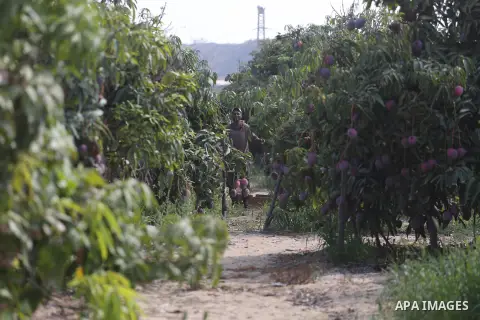 Mango are seen during the harvest season in the center of Gaza strip, on August 21, 2017. Photo by Mohammed Asad