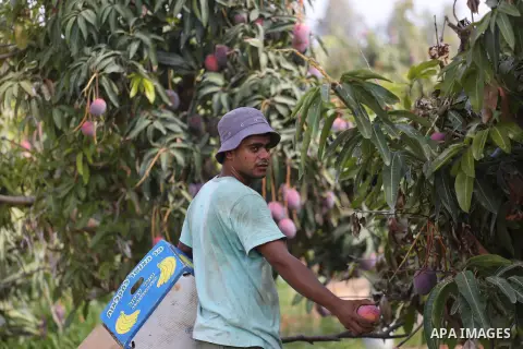 A Palestinian man picks Mango at his field during the harvest season in the center of Gaza strip, on August 21, 2017. Photo by Mohammed Asad