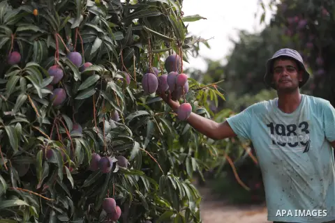 A Palestinian man picks Mango at his field during the harvest season in the center of Gaza strip, on August 21, 2017. Photo by Mohammed Asad