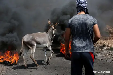 A Palestinian protester tries to move a donkey away during clashes with Israeli security forces following a weekly demonstration against the expropriation of Palestinian land by Israel in the village of Kfar Qaddum, near...