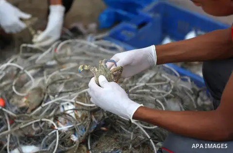 Palestinian fishermen collect the crabs from their nets for sell at the beach in Gaza City, on Sept. 14, 2017. Photo by Yasser Qudih