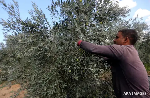A Palestinian man picks olives during harvest season at a farm in the east of Gaza city, on October 11, 2017. Photo by Mohammed Asad