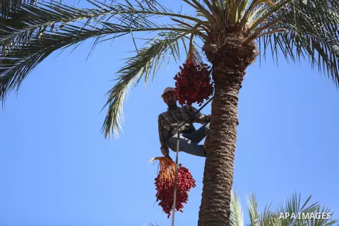 Palestinian farmers harvest dates from a palm tree in the central Gaza Strip on October 12, 2017. Photo by Atia Darwish