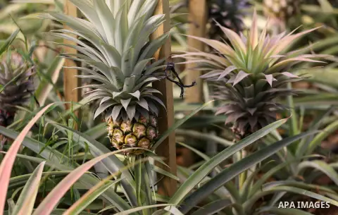A Palestinian man works in a pineapple cultivation in first of its kind experience to cultivat of pineapple at Gaza Strip, in Khan Younis in the southern Gaza strip on November 8, 2017. Photo by Mohammed Asad