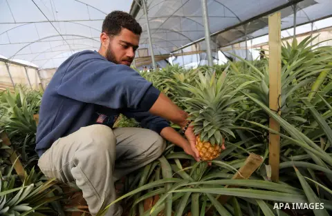 A Palestinian man works in a pineapple cultivation in first of its kind experience to cultivat of pineapple at Gaza Strip, in Khan Younis in the southern Gaza strip on November 8, 2017. Photo by Mohammed Asad