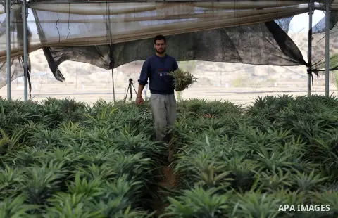 A Palestinian man works in a pineapple cultivation in first of its kind experience to cultivat of pineapple at Gaza Strip, in Khan Younis in the southern Gaza strip on November 8, 2017. Photo by Mohammed Asad