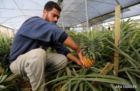 A Palestinian man works in a pineapple cultivation in first of its kind experience to cultivat of pineapple at Gaza Strip, in Khan Younis in the southern Gaza strip on November 8, 2017. Photo by Mohammed Asad