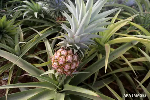 A Palestinian man works in a pineapple cultivation in first of its kind experience to cultivat of pineapple at Gaza Strip, in Khan Younis in the southern Gaza strip on November 8, 2017. Photo by Mohammed Asad