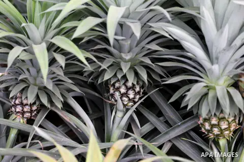 A Palestinian man works in a pineapple cultivation in first of its kind experience to cultivat of pineapple at Gaza Strip, in Khan Younis in the southern Gaza strip on November 8, 2017. Photo by Mohammed Asad