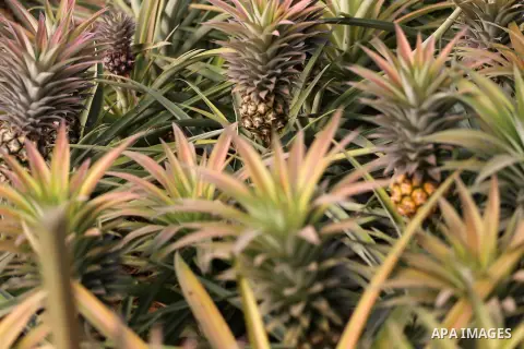 A Palestinian man works in a pineapple cultivation in first of its kind experience to cultivat of pineapple at Gaza Strip, in Khan Younis in the southern Gaza strip on November 8, 2017. Photo by Mohammed Asad
