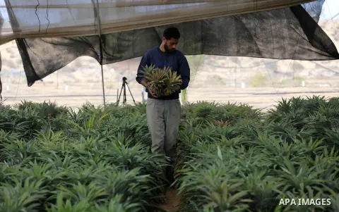 A Palestinian man works in a pineapple cultivation in first of its kind experience to cultivat of pineapple at Gaza Strip, in Khan Younis in the southern Gaza strip on November 8, 2017. Photo by Mohammed Asad