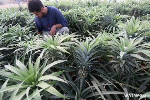 A Palestinian man works in a pineapple cultivation in first of its kind experience to cultivat of pineapple at Gaza Strip, in Khan Younis in the southern Gaza strip on November 8, 2017. Photo by Mohammed Asad